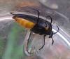 Metoecus paradoxus